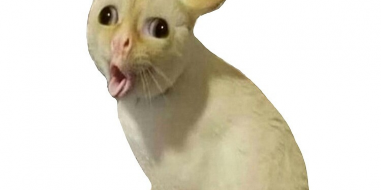 coughing cat meme
