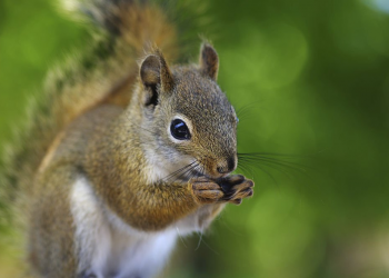 squirrel removal Brampton