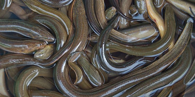 How do eels reproduce