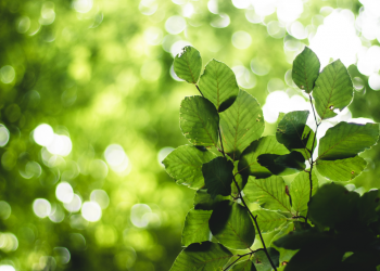 RED MALAY KRATOM KONA KRATOM