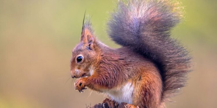 Squirrels