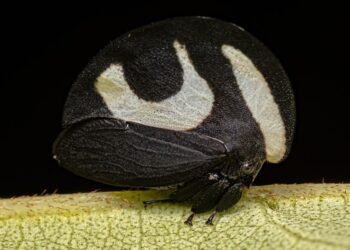 Brazilian treehopper