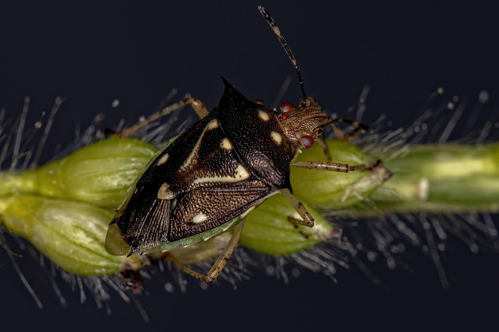 Brazilian treehopper