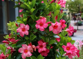 dipladenia vs mandevilla