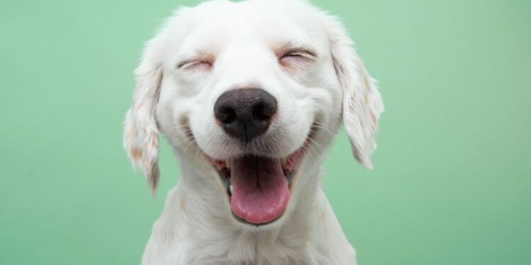 Can Dogs Eat Cashews