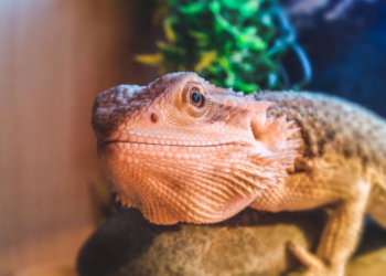 Exotic Reptiles for Sale Online