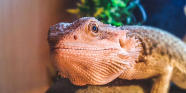 Exotic Reptiles for Sale Online